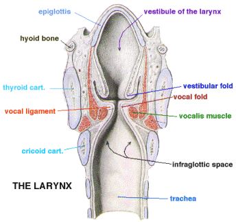 [Voice Your Essence] UNDERSTANDING THE CRACKED AND BROKEN VOICE - Ever ...
